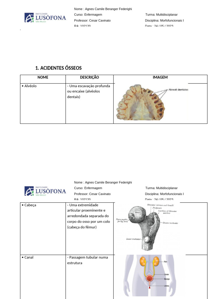 Anatomia Ossos Pdf