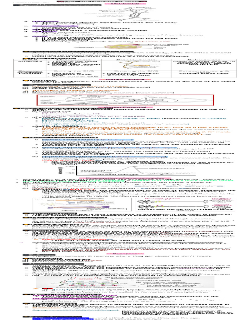 ?Ch5-The Nervous System? | PDF