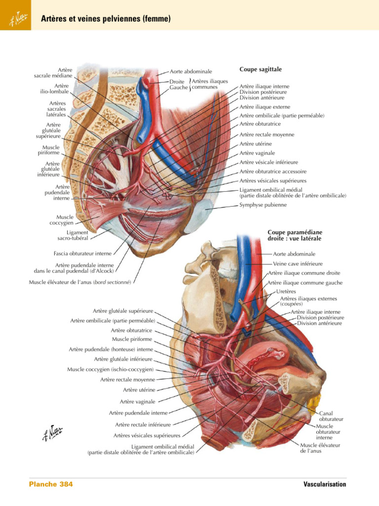 Coeur anatomie hi-res stock photography and images - Alamy, image size:768x1024