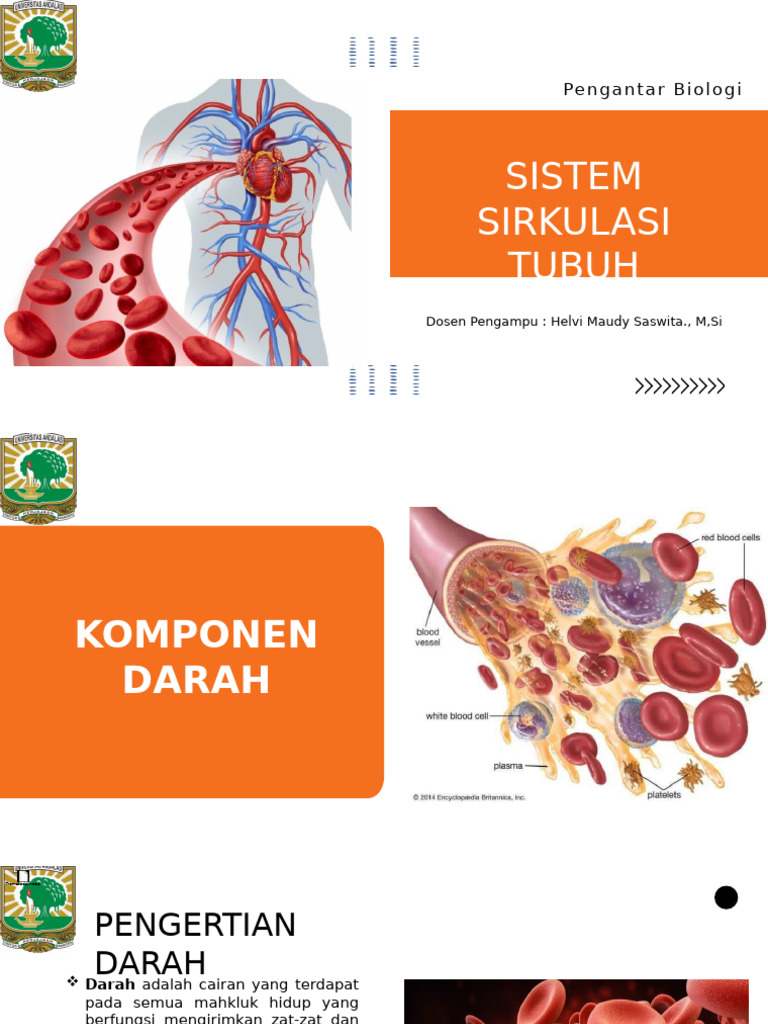Sistem sirkulasi tubuh helvi maudy saswita pdf sains matematika