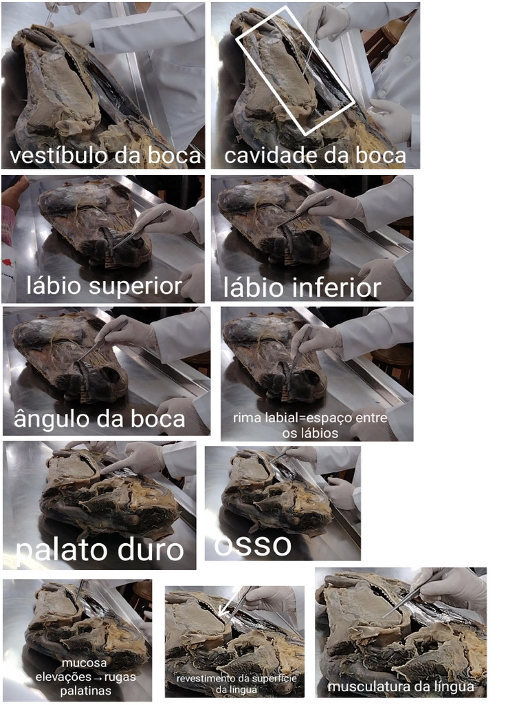 Prova Pratica Anatomia Pdf