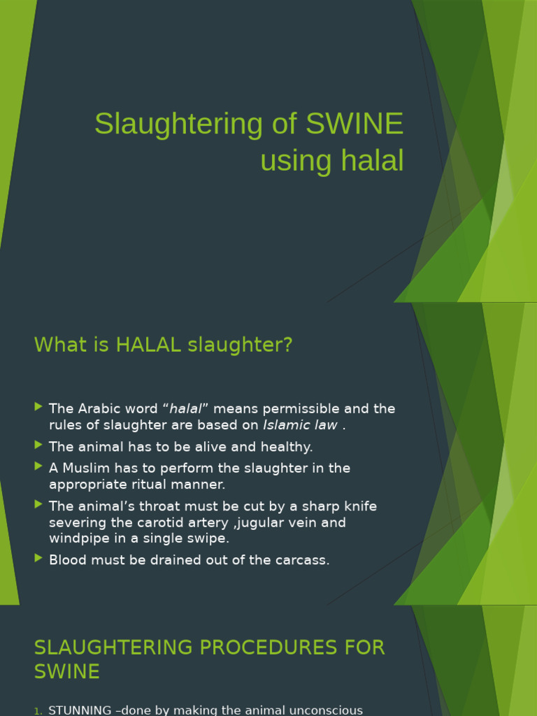 HALAL Slaughtering of Swine | PDF