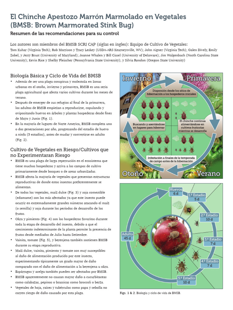 BMSB en Vegetales Espanol | PDF