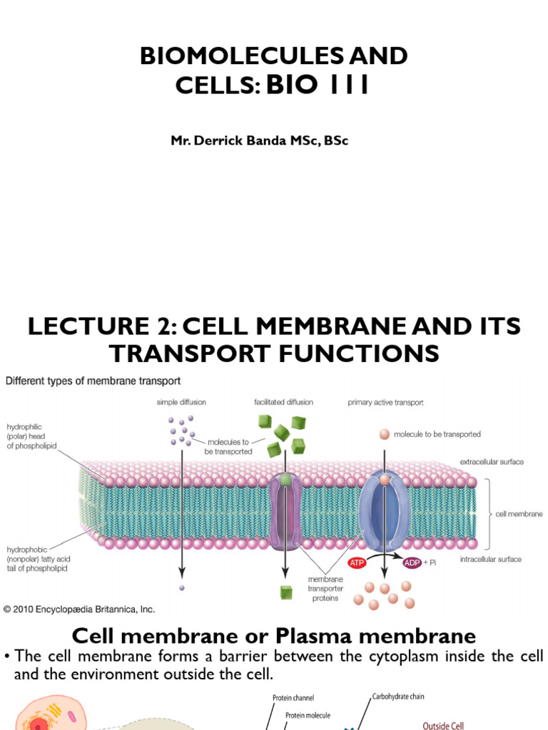 Cell Membrane Structure & Transport | PDF | Cell Membrane | Vesicle ...