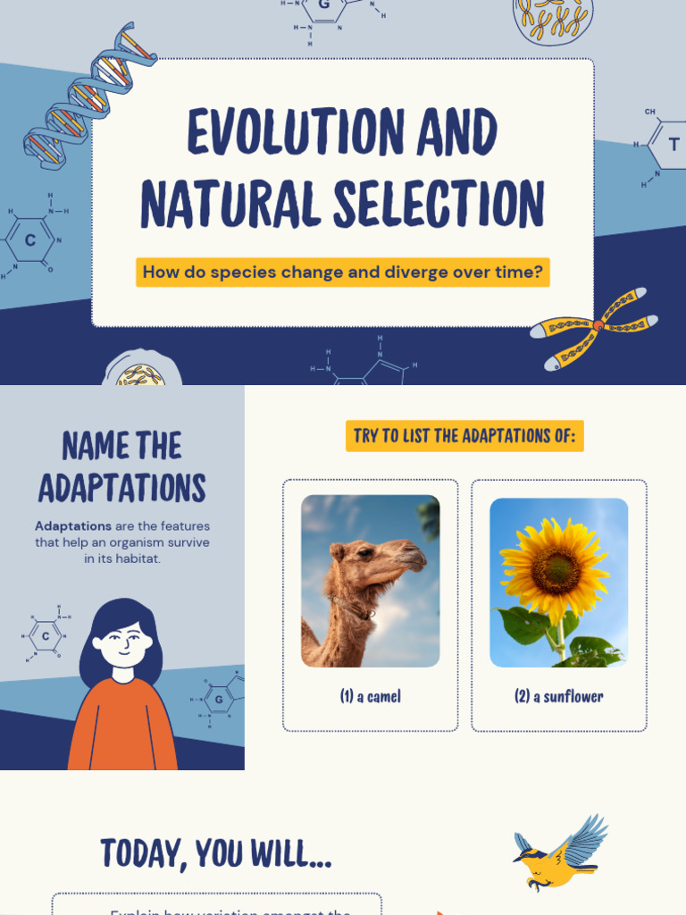 Evolution and Natural Selection Education Presentation in 0 Hand Drawn ...