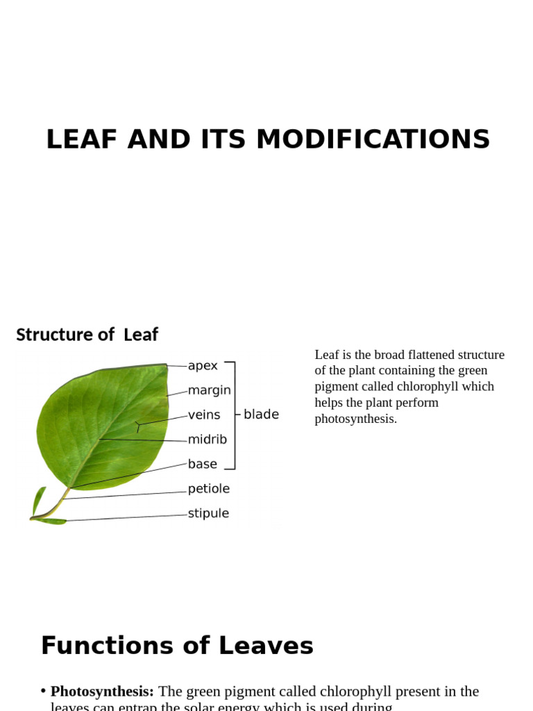 Leaf Modification | PDF