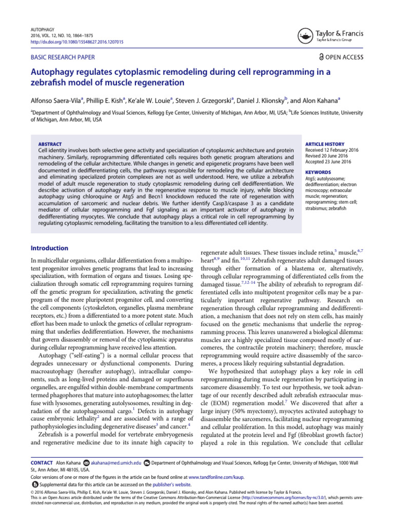 Autophagy Regulates Cytoplasmic Remodeling During Cell Reprogramming in ...