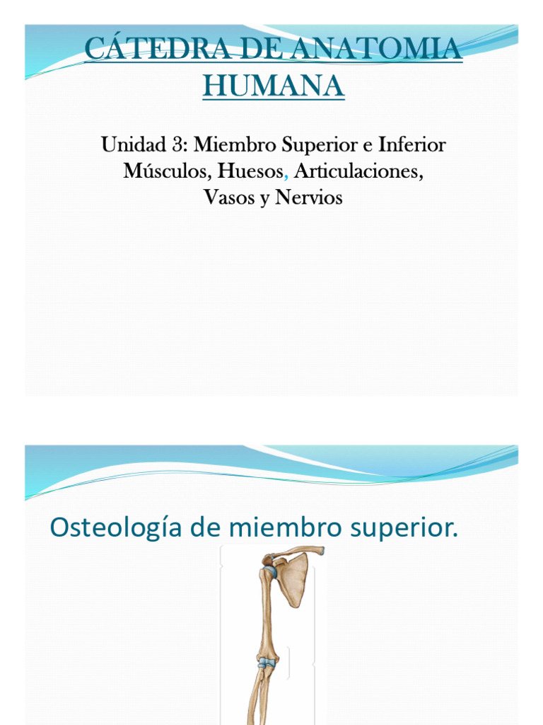 Anatomía del Miembro Superior e Inferior | PDF | Pierna humana ...