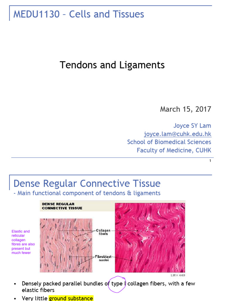 2017.3.15 L Tendons and Ligaments Edited | PDF