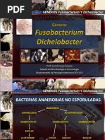 Actinobacillus Lignieresii | PDF
