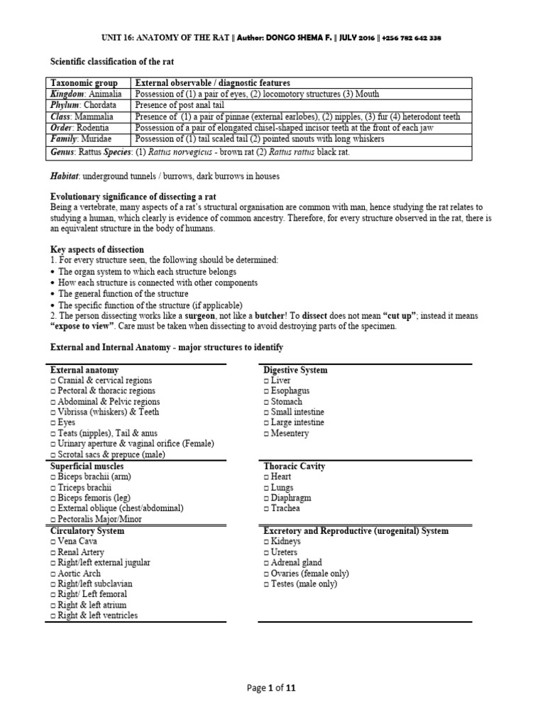 Rat Dissection | PDF