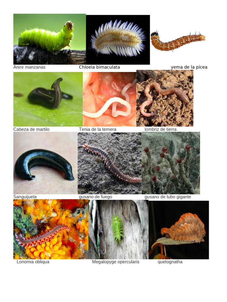 tipos de gusanos | PDF