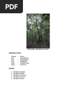 Download Pohon Bakau by a SN76423402 doc pdf