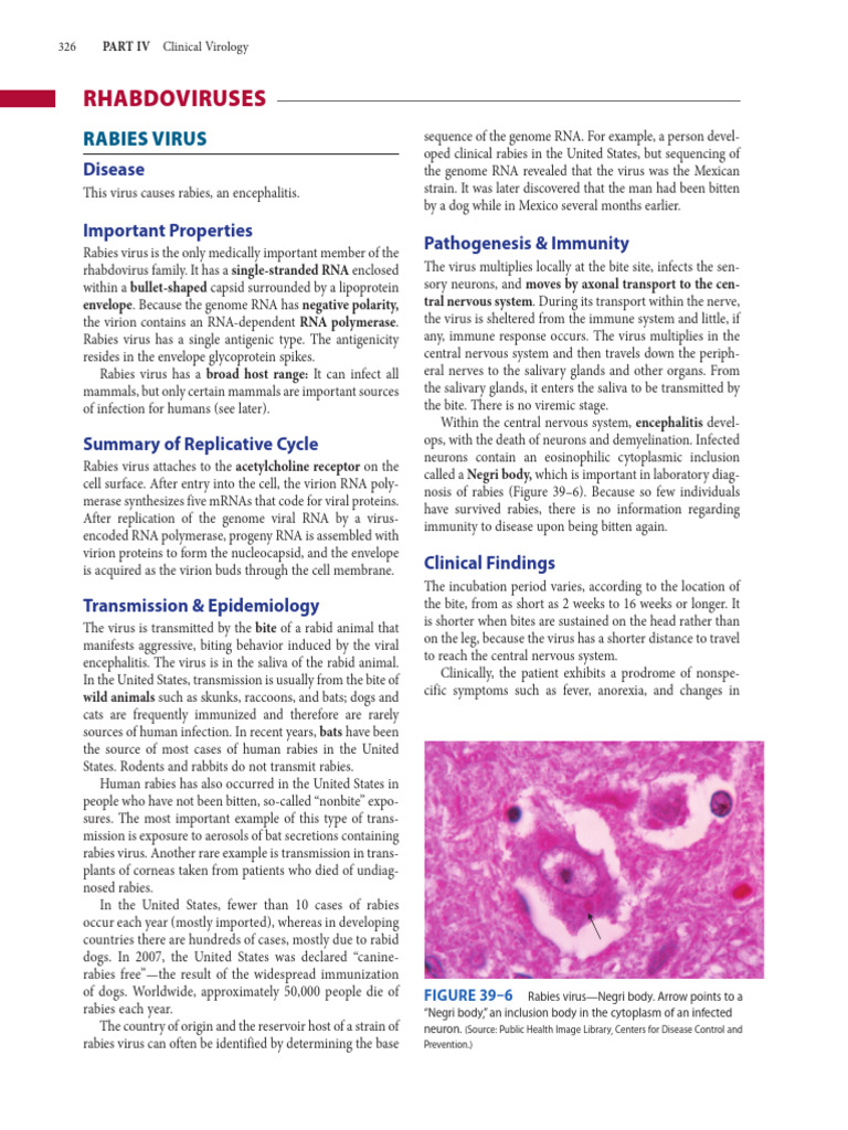 Rabies Notes | PDF