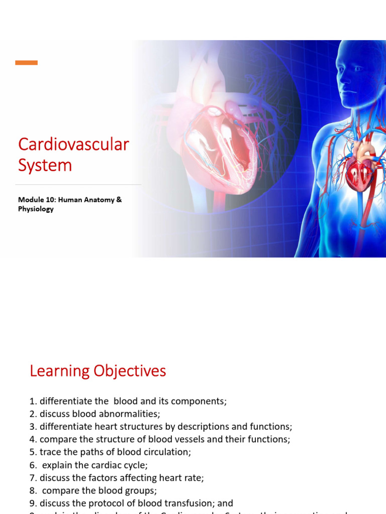 Module 10 Cardiovascular System | PDF | Heart Valve | Heart