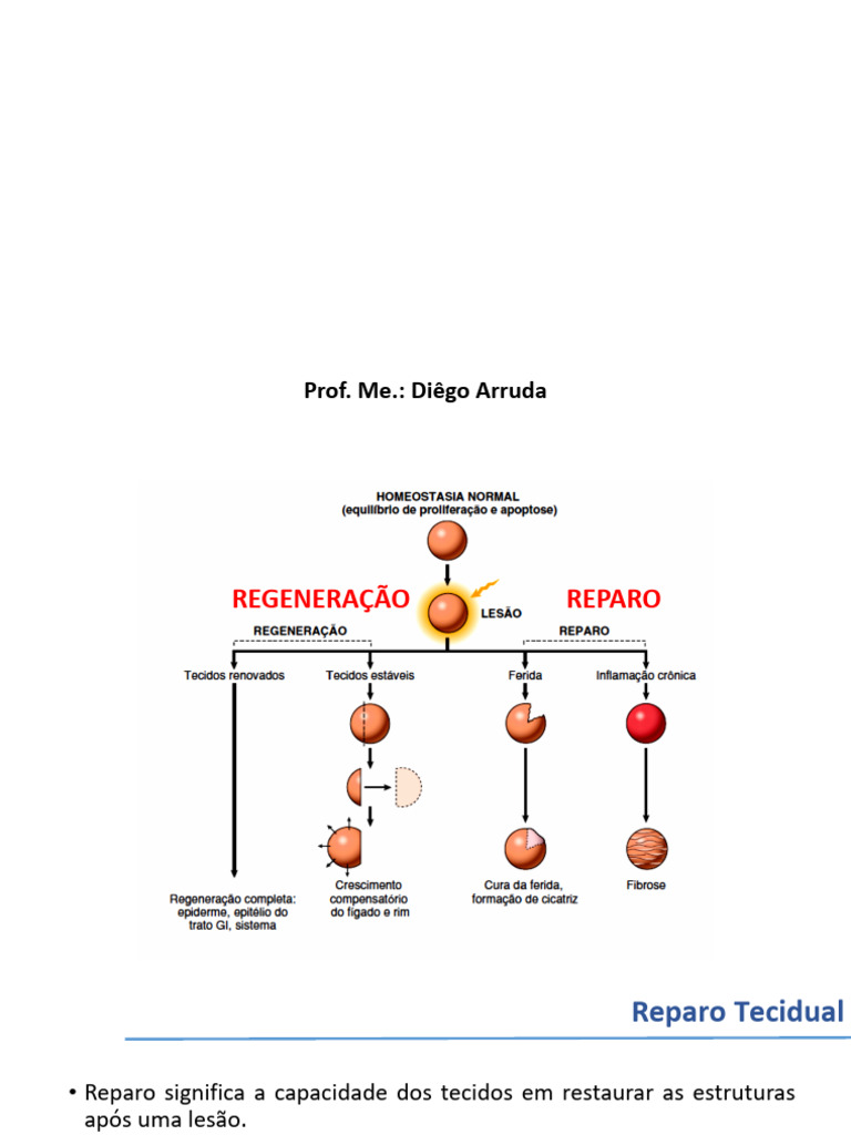 Regeneração e Reparo Tecidual | PDF