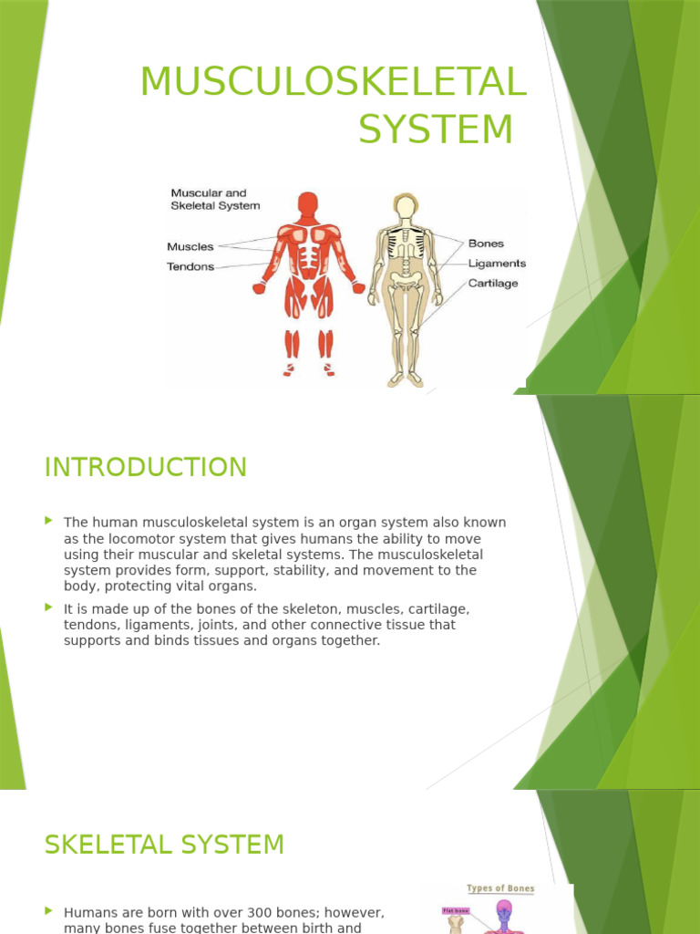 Musculoskeletal System Pdf Human Musculoskeletal System Science