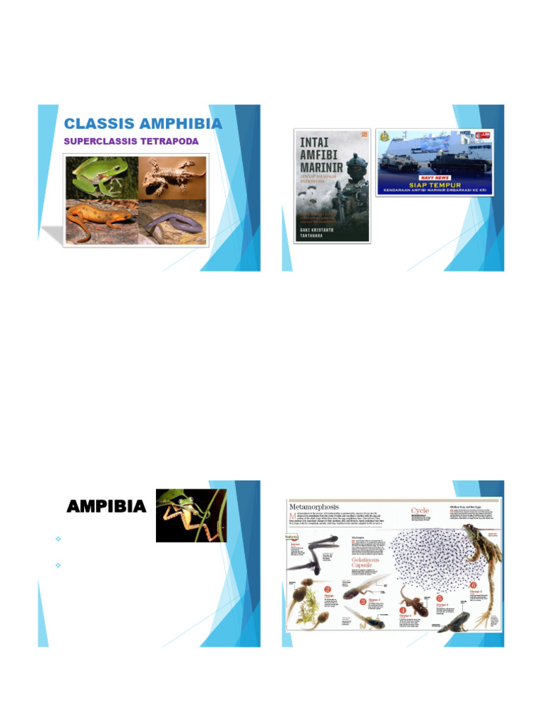 Amphibia | PDF