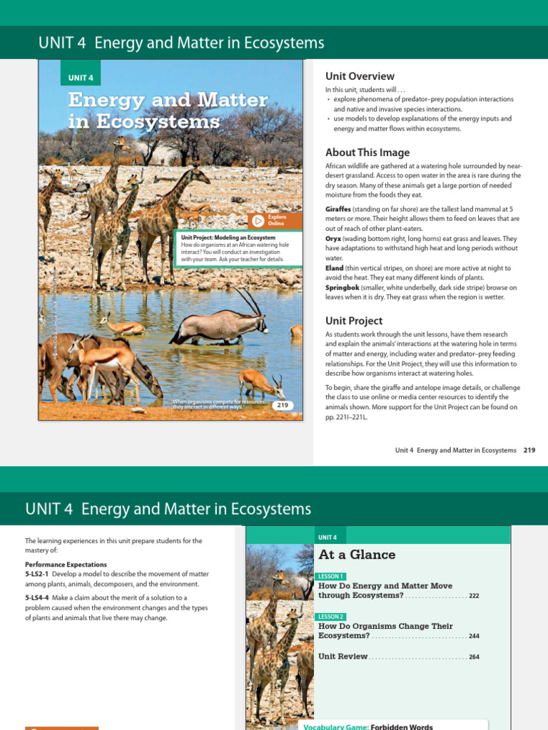 UNIT 4 Energy and Matter in Ecosystems | PDF