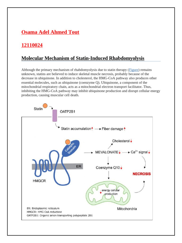 Statins Pdf