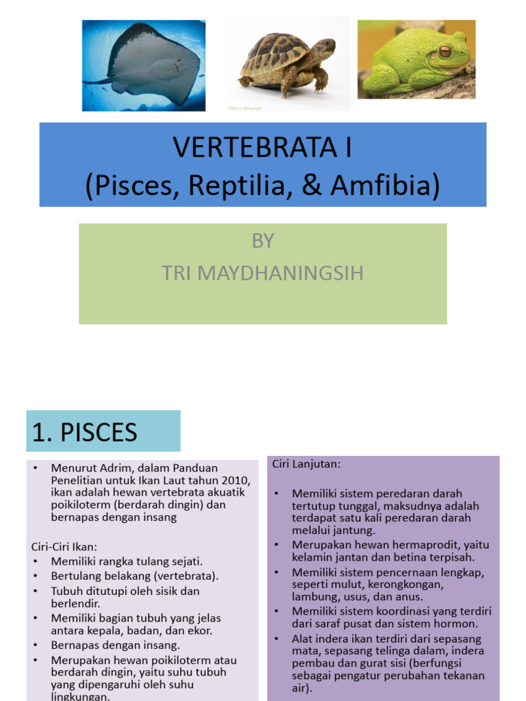 VERTEBRATA I.pptx-1 | PDF