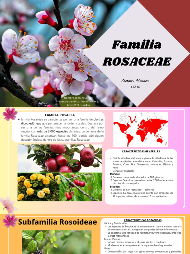 10.méndez Presentacion Rosaceae 18 | PDF