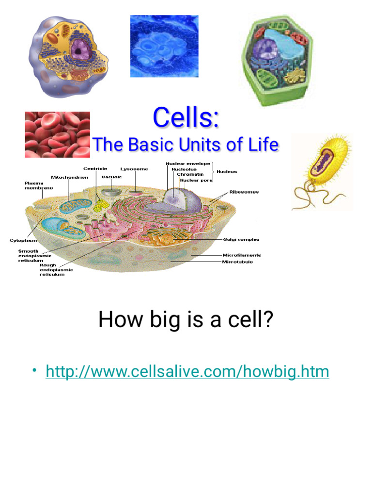 Cell Structure and Function Overview | PDF | Cell (Biology) | Home & Garden