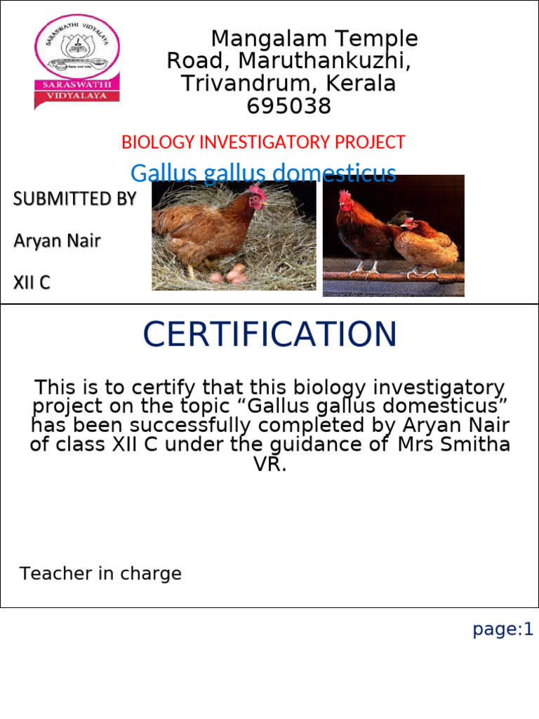 Chicken Project (KFC) | PDF