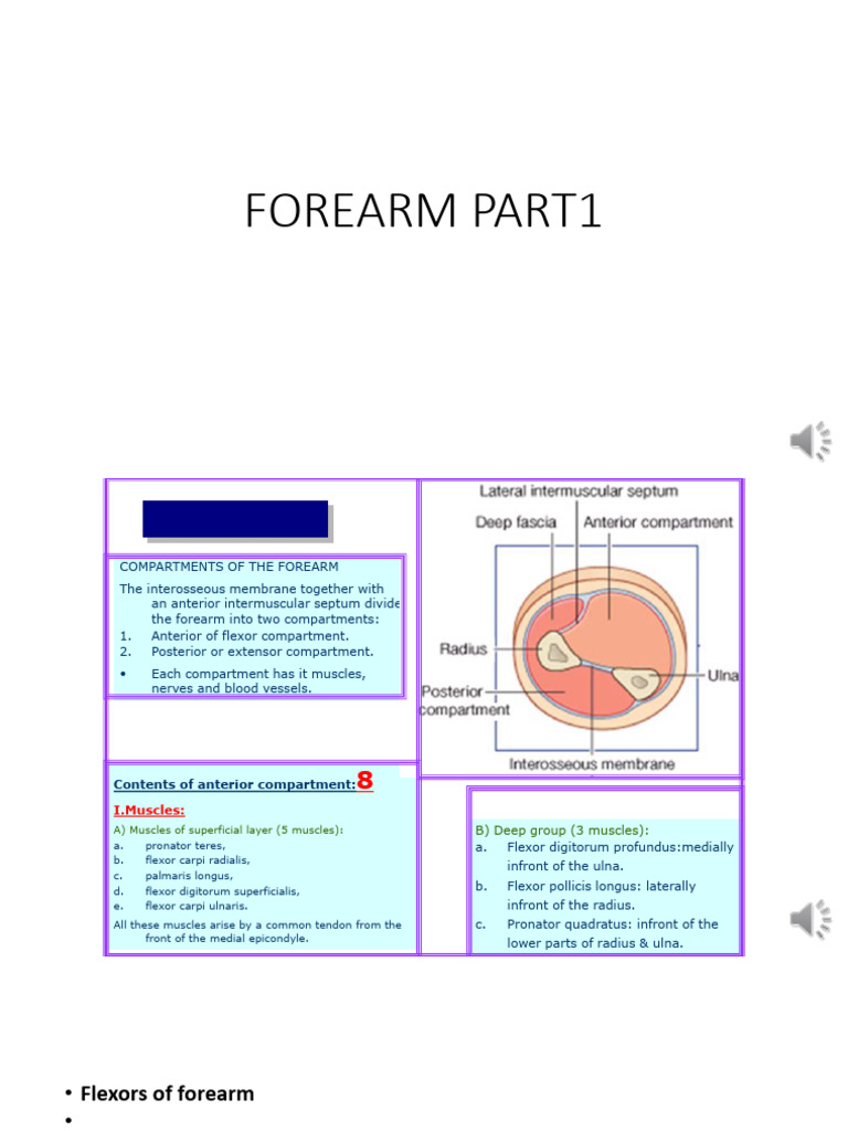 FOREARM Part 1 14 | PDF