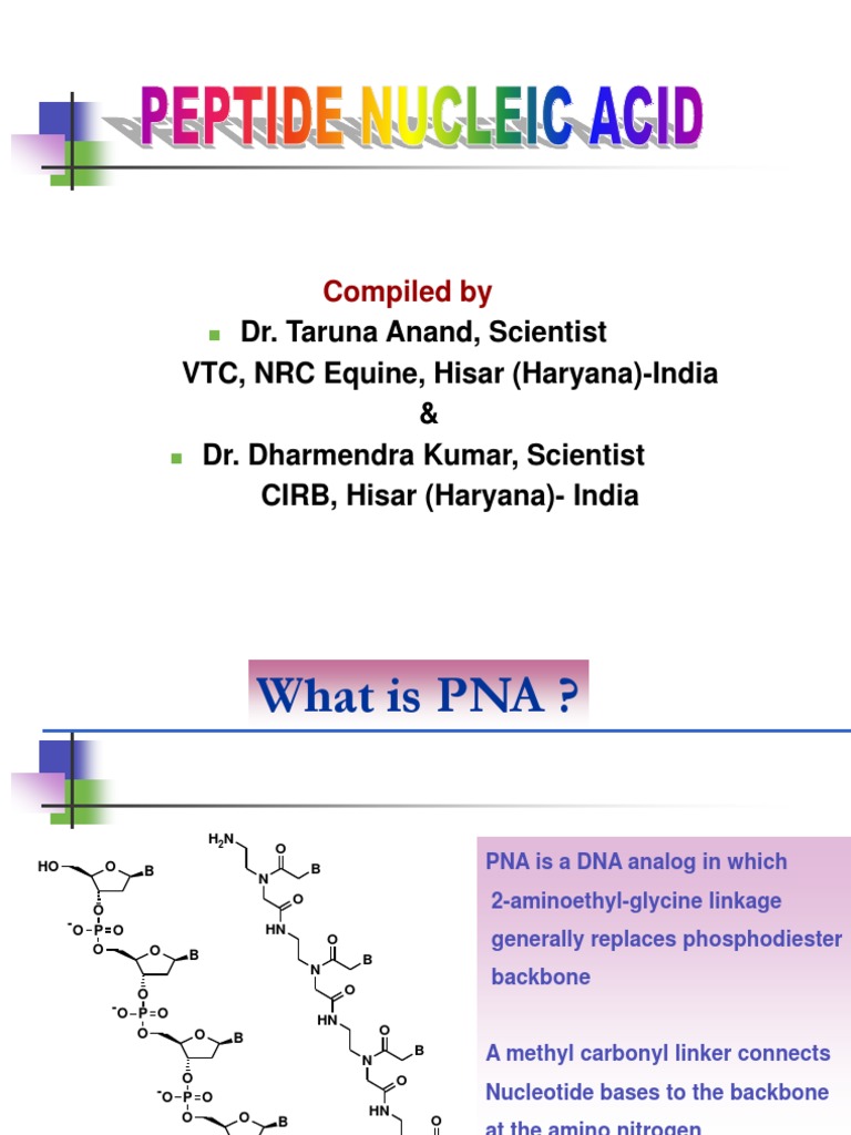 Peptide Nucleic Acid PDF Sense (Molecular Biology) Dna