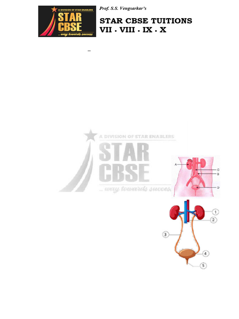 CH - Life Processes (Excretory System) - QP - 30684782 | PDF | Social ...