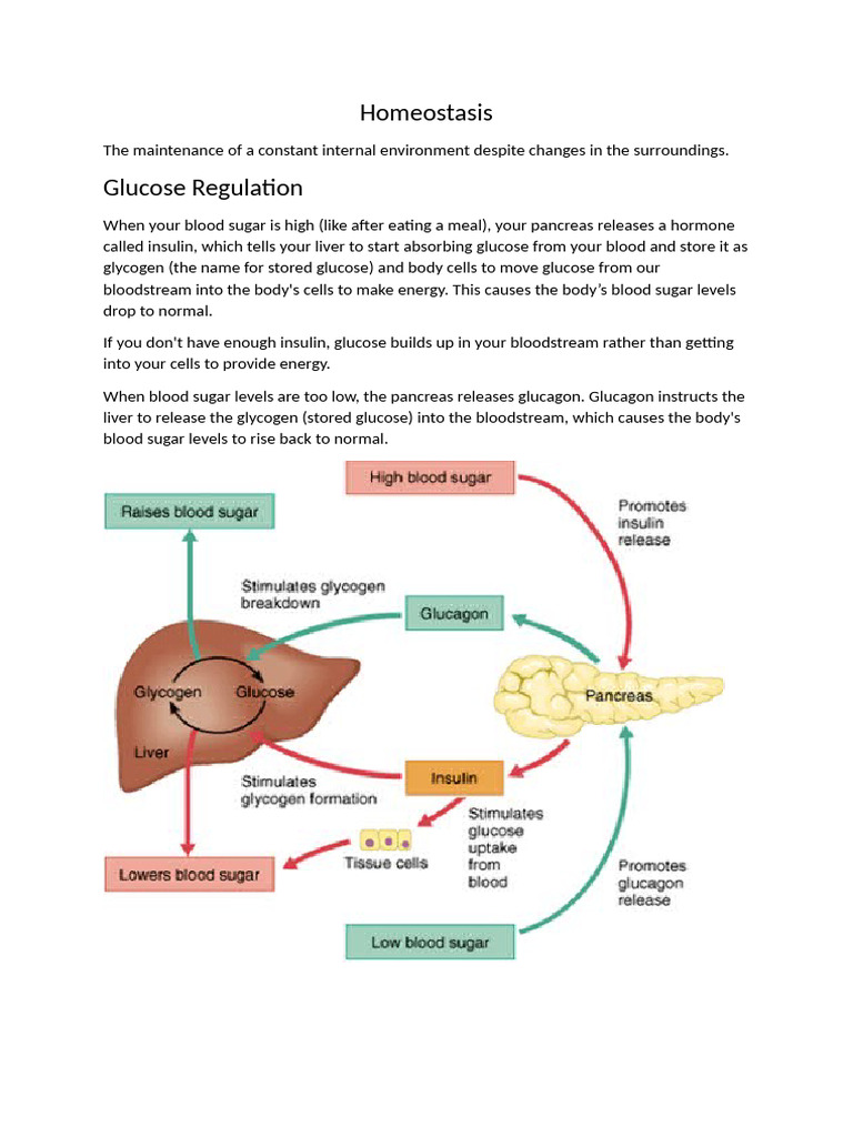 Homeostasis | PDF