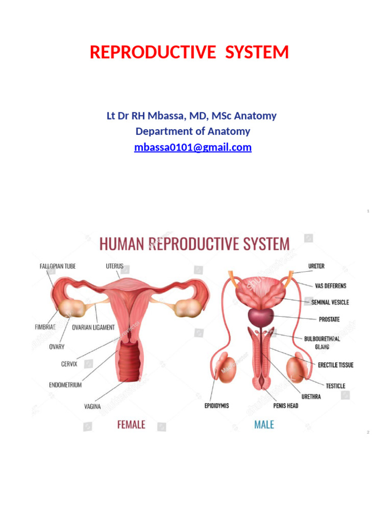 Reproductive System | PDF