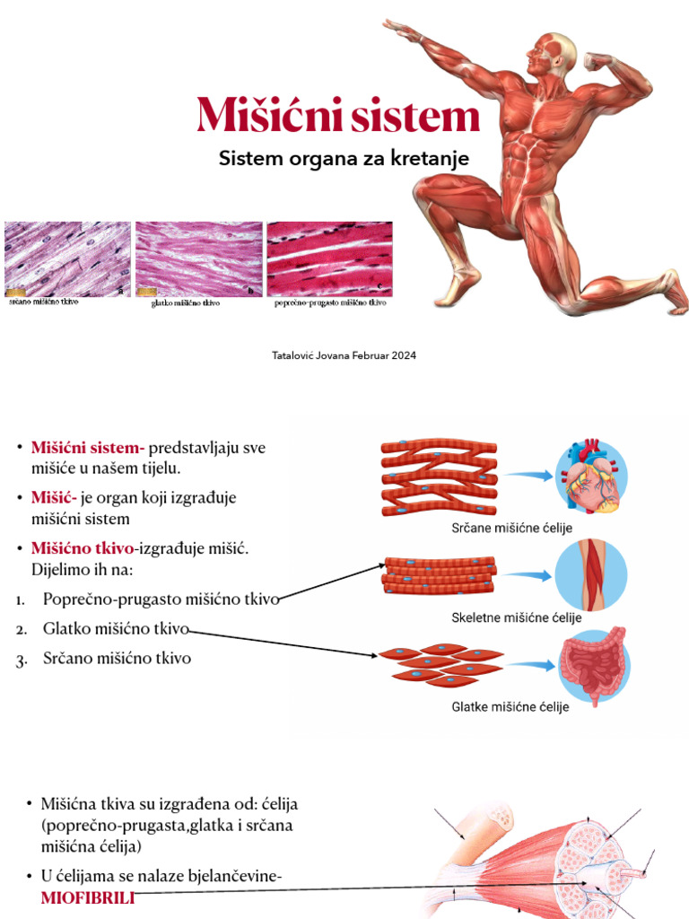 Misicni Sistem | PDF