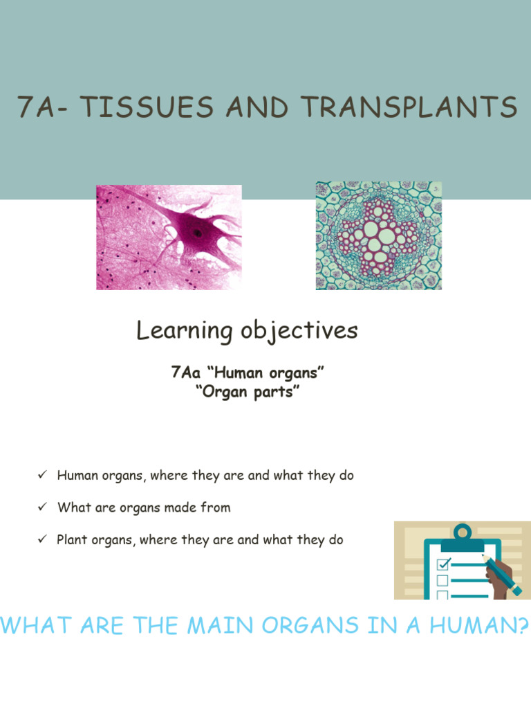 7aa Presentation | PDF