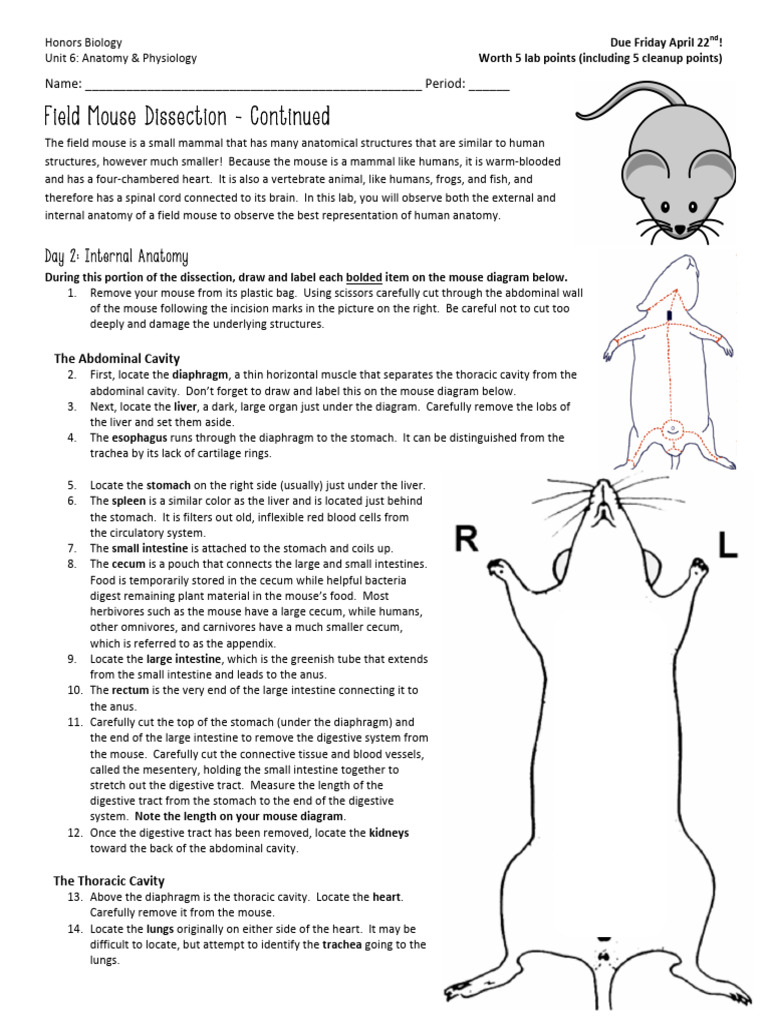 Mouse Dissection Anatomy Labeled Abdominal And Thoracic Organs In The