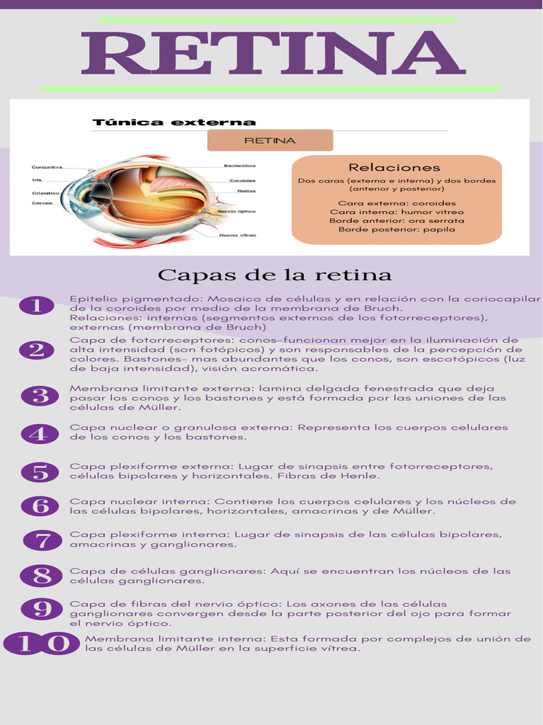 RETINA | PDF