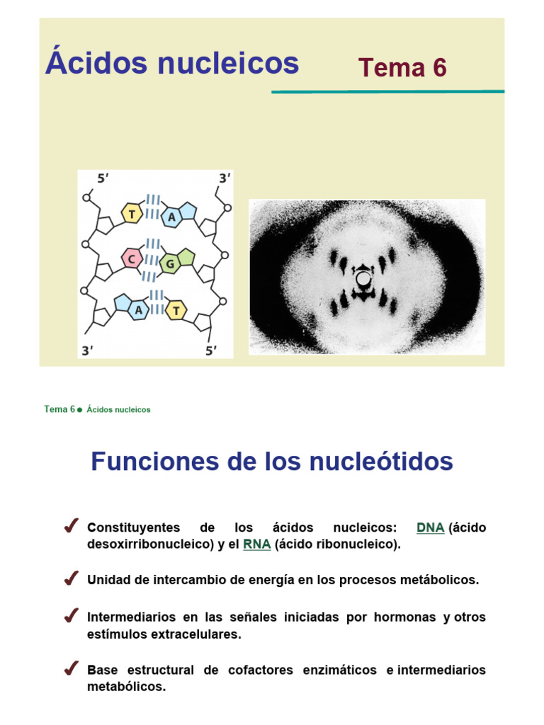 Tema 6 - Acidos Nucleicos | PDF