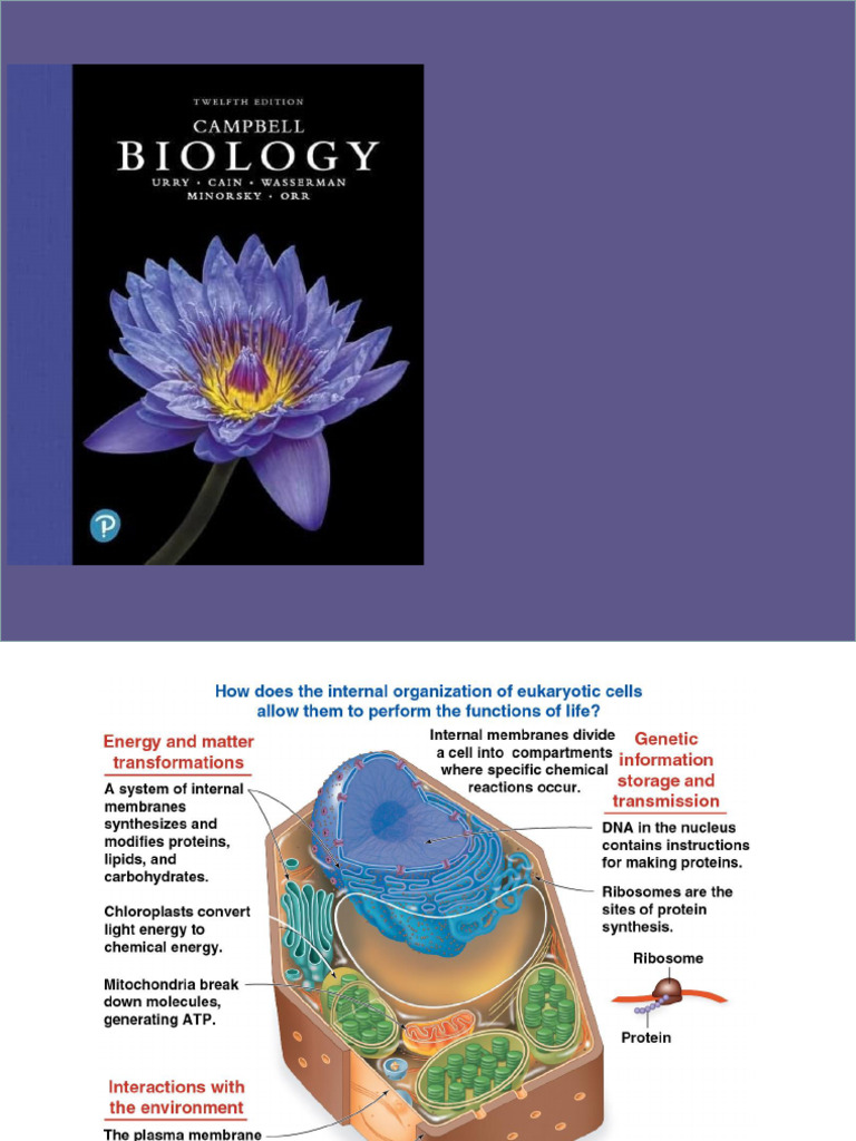 Lecture 4 Cell Structure and Function Part 1 | PDF | Cell (Biology ...