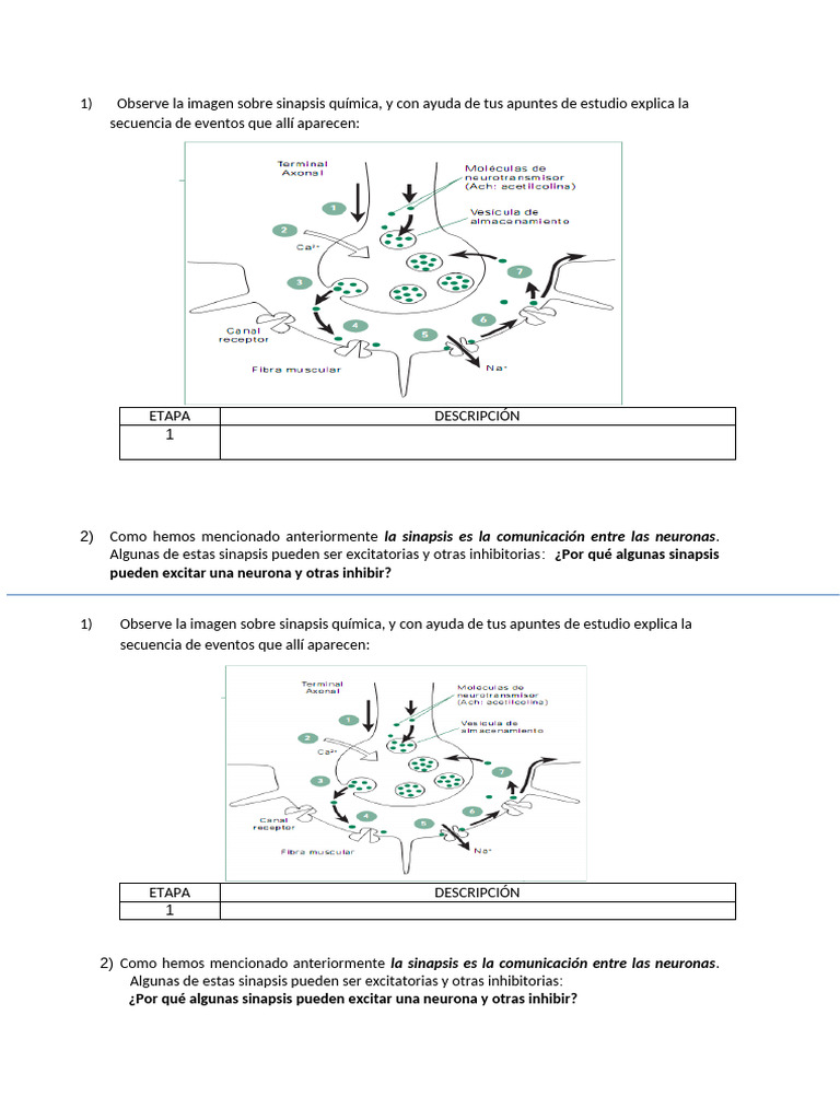 Sinapsis Química Repaso Pdf