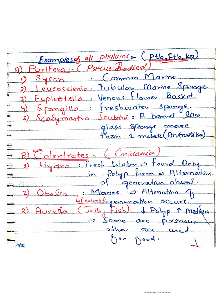 Animalia Phylum Examples 230727 192046 | PDF