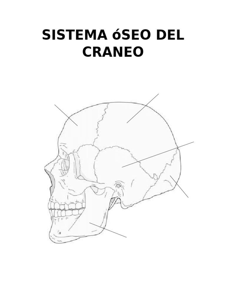 Craneo pdf