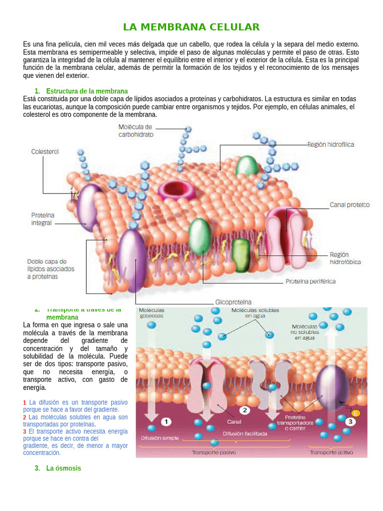 Funciones y Estructura de la Membrana Celular | PDF