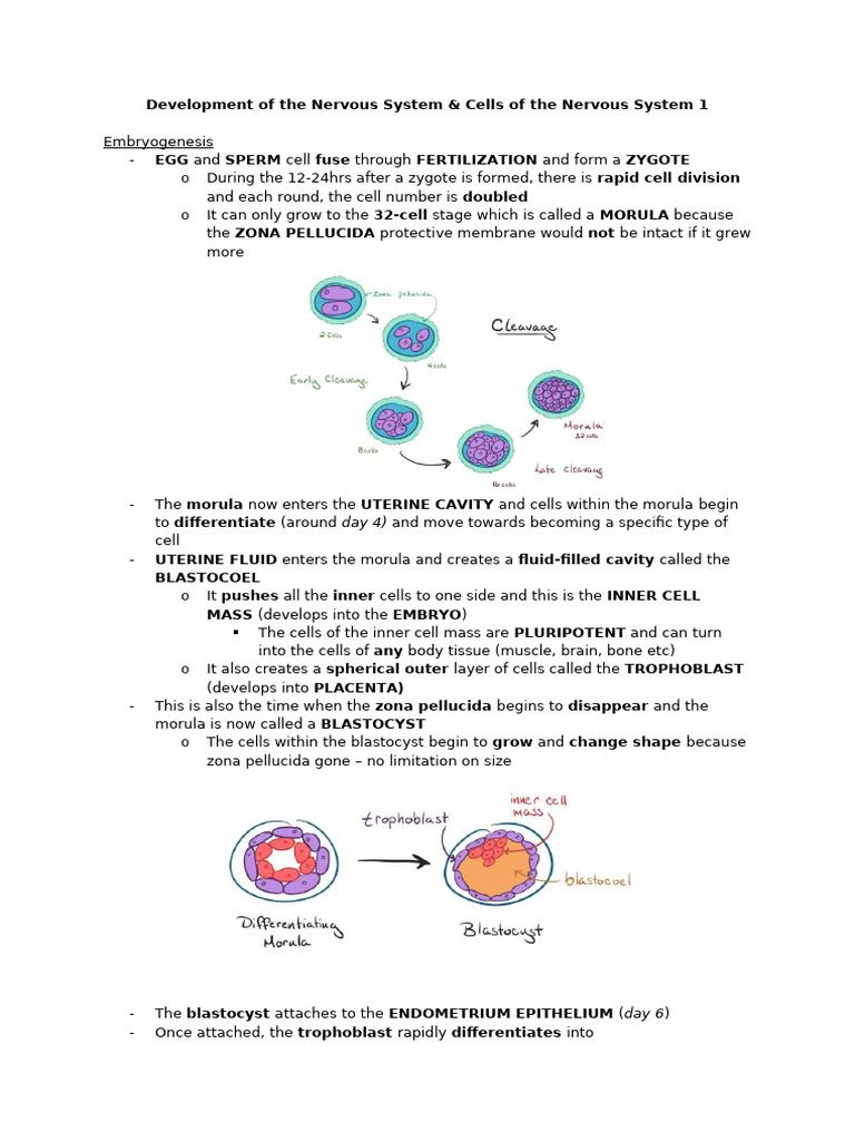 Development of The Nervous System | PDF