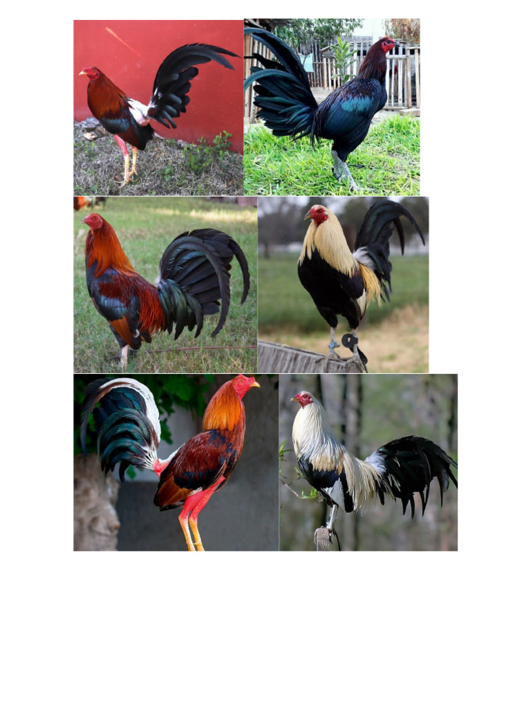 Gallos Pdf
