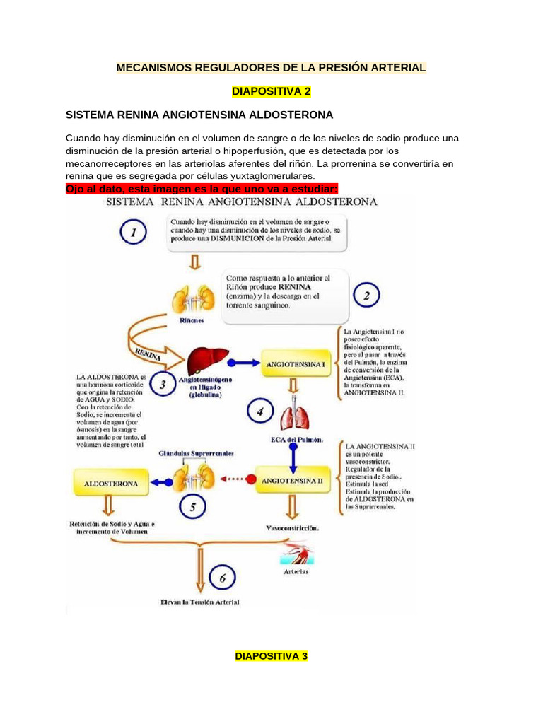 Regulación de la Presión Arterial: Mecanismos Clave | PDF | Sistema ...