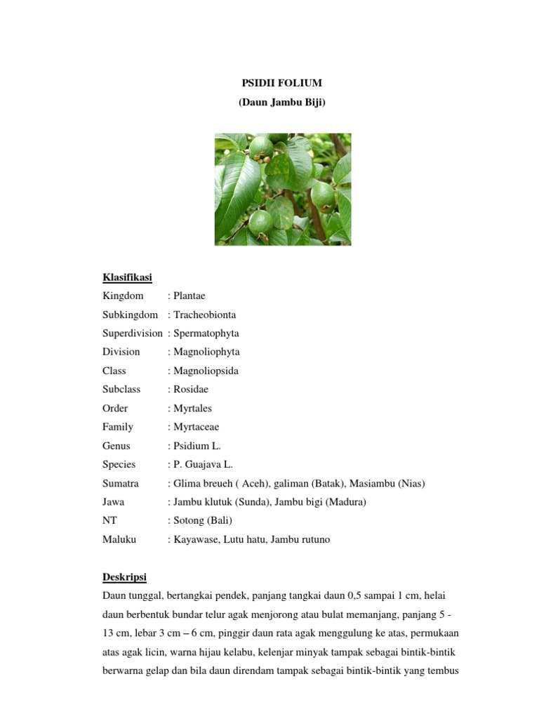 Psidii Folium | PDF