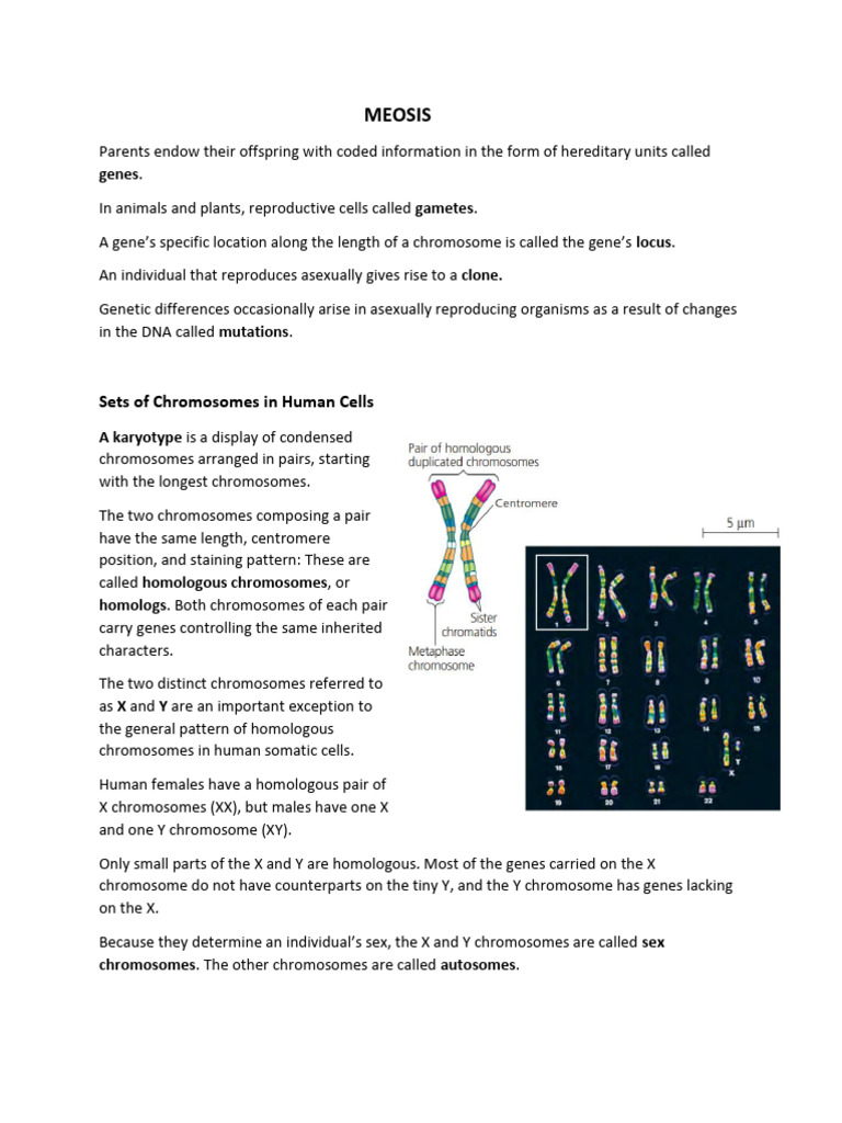 Bio LO5 | PDF