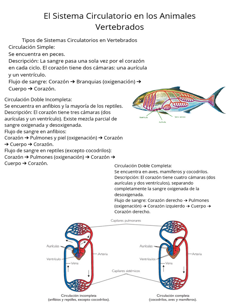 El Sistema Circulatorio en Los Animales Vertebrados | PDF