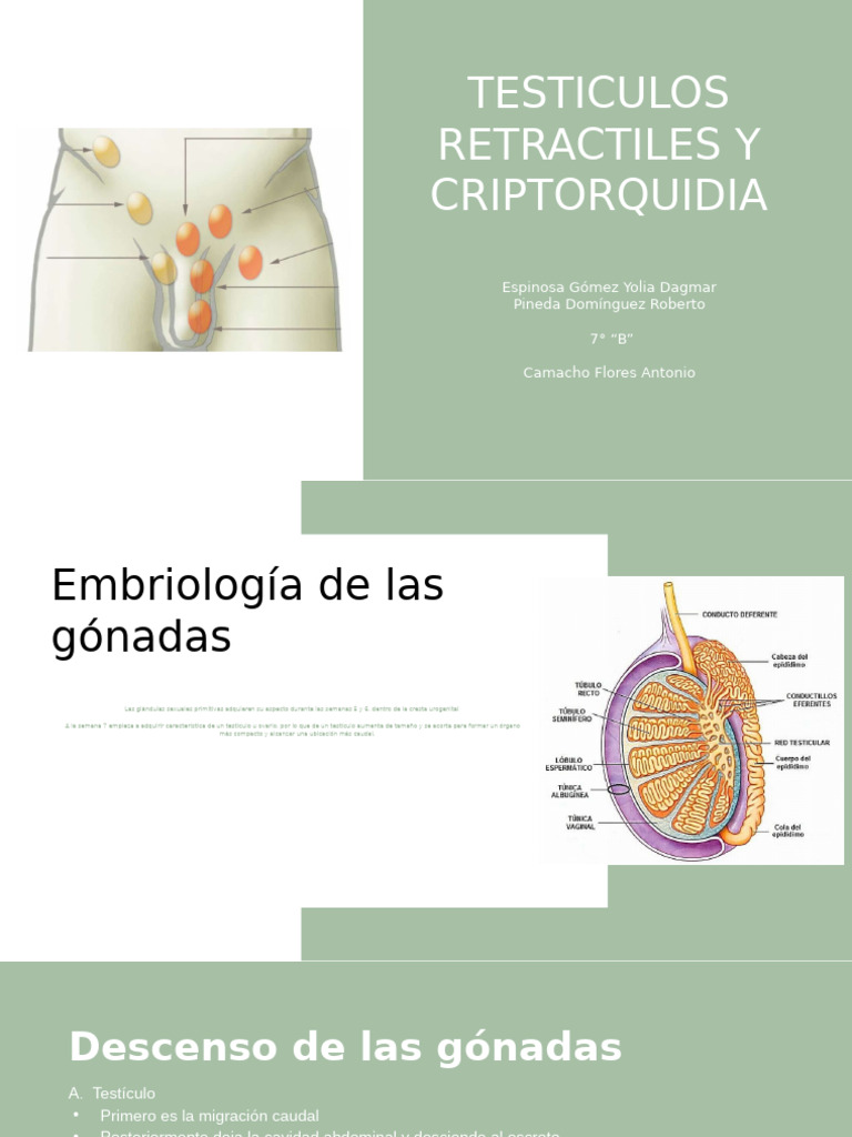 Criptorquidia y Testiculos Retractiles | PDF